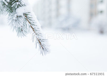 Hoarfrost in spruce tree branches at winter 67311931