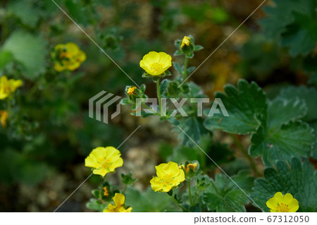 Chishimakinbai that blooms in the field 67312050