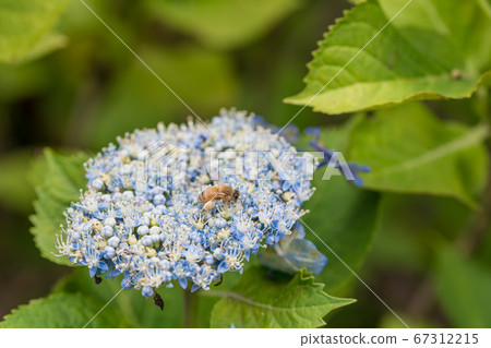 [Gaku hydrangea and honey bee in Sagamihara Kita Park] 67312215