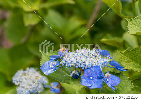 [Gaku hydrangea and honey bee in Sagamihara Kita Park] 67312216