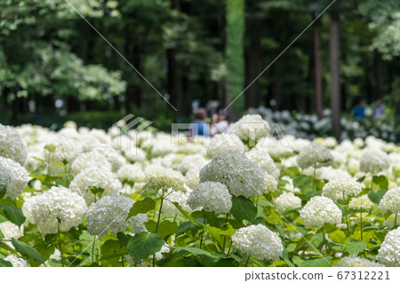 [相模原北公園的Anabel繡球花] 67312221