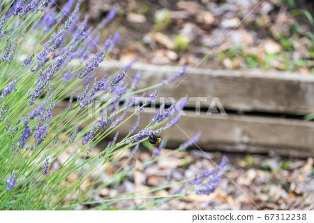 [Lavender and bear bee in Sagamihara Kita Park] 67312238