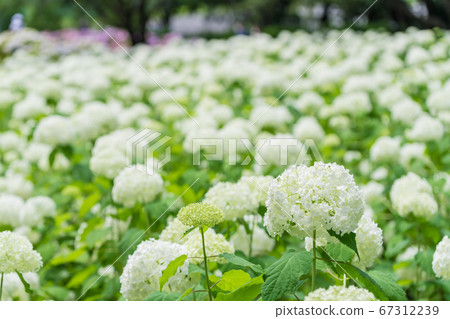 相模原北公園的anabel繡球花 照片素材 圖片 圖庫