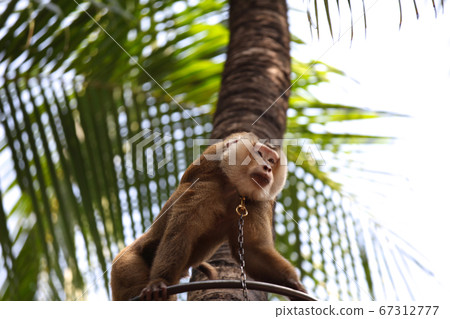 Monkeys are busy with their chores, Thailand Monkeys are busy with their chores, Thailand 67312777