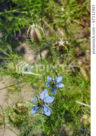 Flowers And Fruits Of The Unique And Mysterious Stock Photo