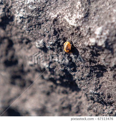 Ladybug larva climbs on a stone Ladybug larva climbs on a stone 67313476