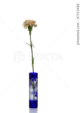 一個花瓶裡的一朵康乃馨 67313488