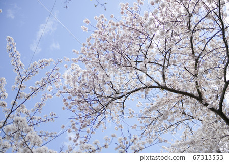 櫻桃樹 櫻桃樹 67313553