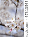 Cherry Blossoms	 67313565