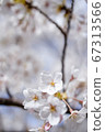 Cherry Blossoms	 67313566
