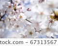 Cherry Blossoms	 67313567