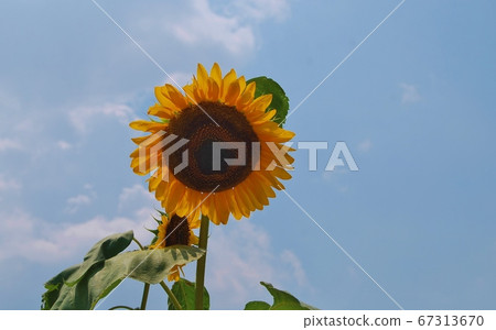 Blue sky and sunflower flower Blue sky and sunflower flower 67313670