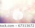Blurred background dandelion 01 67313672