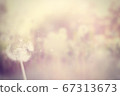 Blurred background dandelion 02 67313673