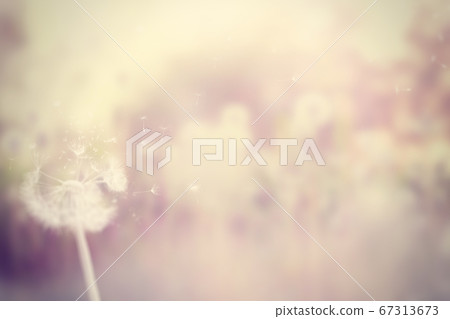 Blurred background dandelion 02 Blurred background dandelion 02 67313673