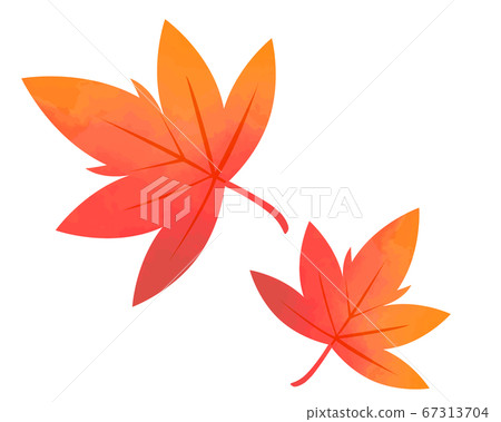 落下的楓葉,楓樹楓的插圖 落下的楓葉,楓樹楓的插圖 67313704