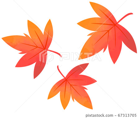 落下的楓葉，楓樹楓的插圖 67313705