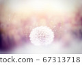 Blurred background Dandelion 03 67313718