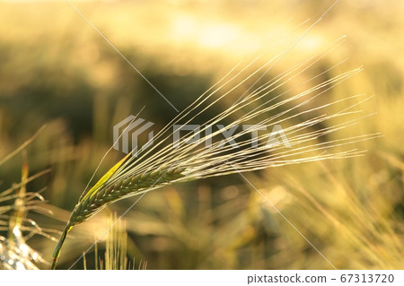 Ear of wheat in the field at dusk Ear of wheat in the field at dusk 67313720