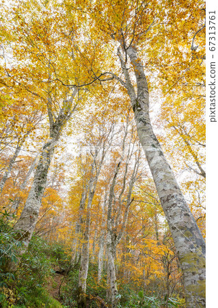 Beech yellow leaves Beech yellow leaves 67313761