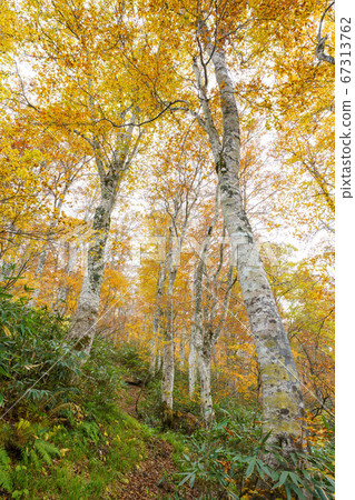 Beech yellow leaves Beech yellow leaves 67313762