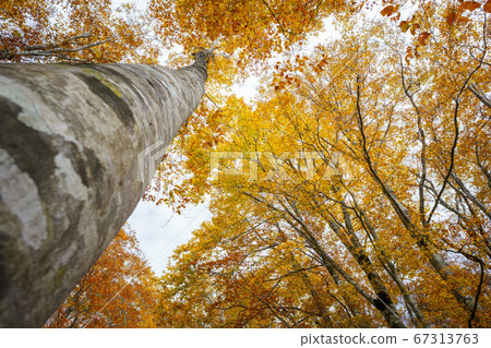 Beech yellow leaves Beech yellow leaves 67313763