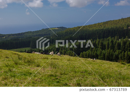 Hills over fields. Terceira island in Azores with blue sky and clouds. Hills over fields. Terceira island in Azores with blue sky and clouds. 67313789