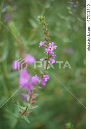 Purple sabi flower Purple sabi flower 67313840