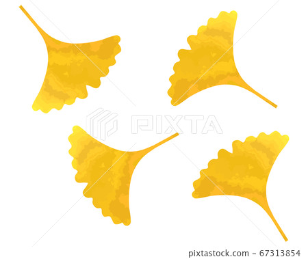 Illustration of falling ginkgo leaves 67313854