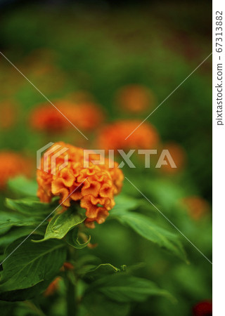 Keito的花 Keito的花 67313882