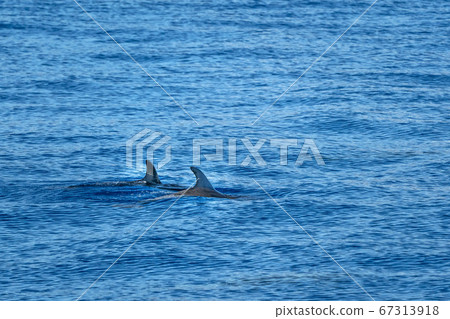 bottlenose Dolphin in the deep blue sea 67313918