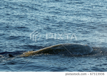 Rare Goose Beaked whale dolphin Ziphius Rare Goose Beaked whale dolphin Ziphius 67313936