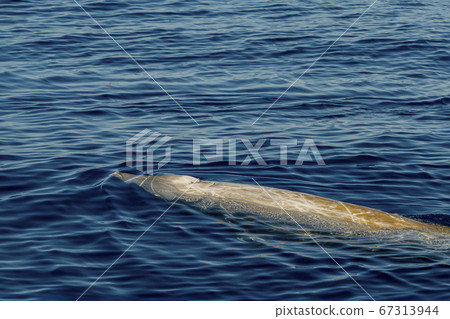 white Rare Goose Beaked whale dolphin Ziphius white Rare Goose Beaked whale dolphin Ziphius 67313944