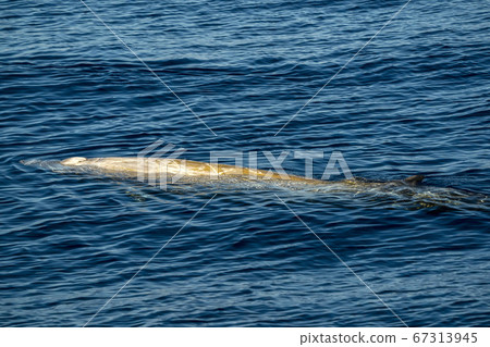 white Rare Goose Beaked whale dolphin Ziphius white Rare Goose Beaked whale dolphin Ziphius 67313945