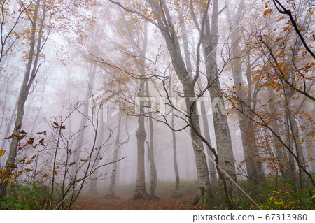 Autumnal beech forest surrounded by fog Autumnal beech forest surrounded by fog 67313980