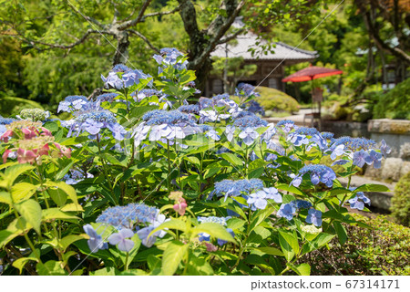 Hana no Tera　 67314171