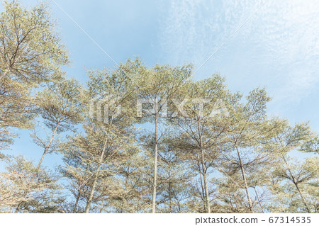 Madagascar Almond forest trees Madagascar Almond forest trees 67314535