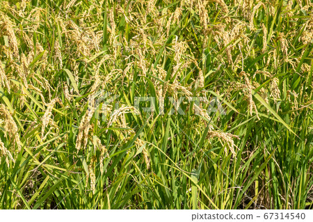 golden ripe rice farm 67314540