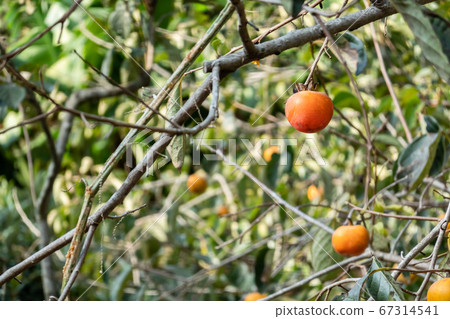 persimmons on the tree 67314541