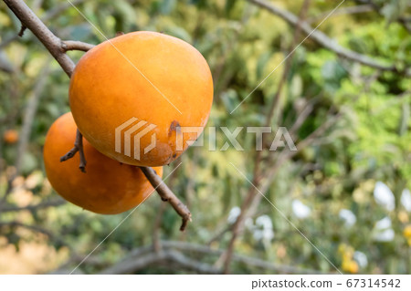 persimmons on the tree persimmons on the tree 67314542