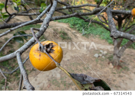 persimmons on the tree persimmons on the tree 67314543