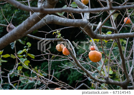 persimmons on the tree 67314545