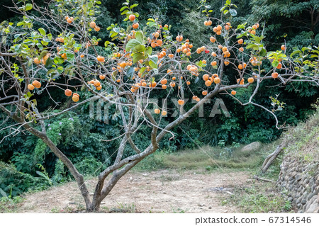 persimmons on the tree persimmons on the tree 67314546