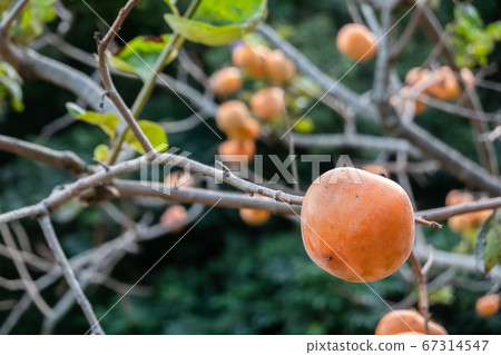persimmons on the tree persimmons on the tree 67314547