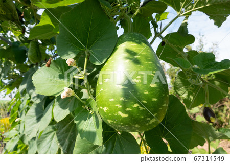 green bottle gourd green bottle gourd 67314549