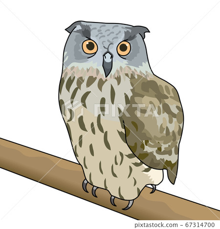 Eagle Misukazu Eagle Misukazu 67314700