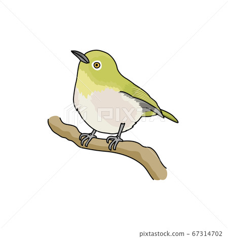 White-eye 67314702
