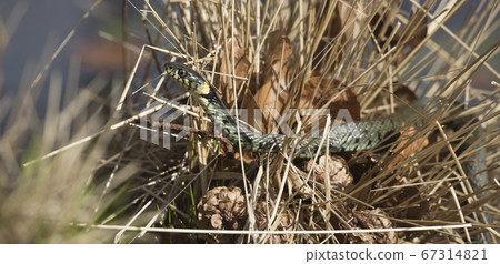 Panorama of a grass snake Panorama of a grass snake 67314821