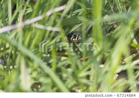 Grass snake hidden in the grass 67314864