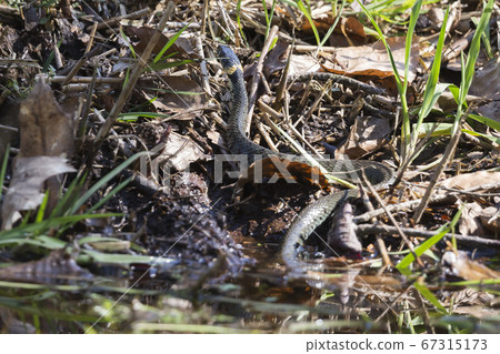 Grass snake coming out of the water Grass snake coming out of the water 67315173